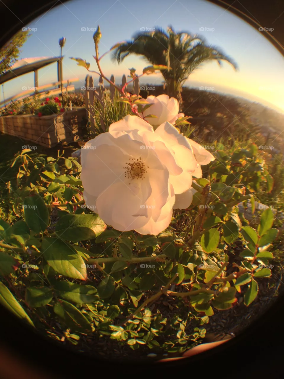 Flower, No Person, Leaf, Still Life, Food
