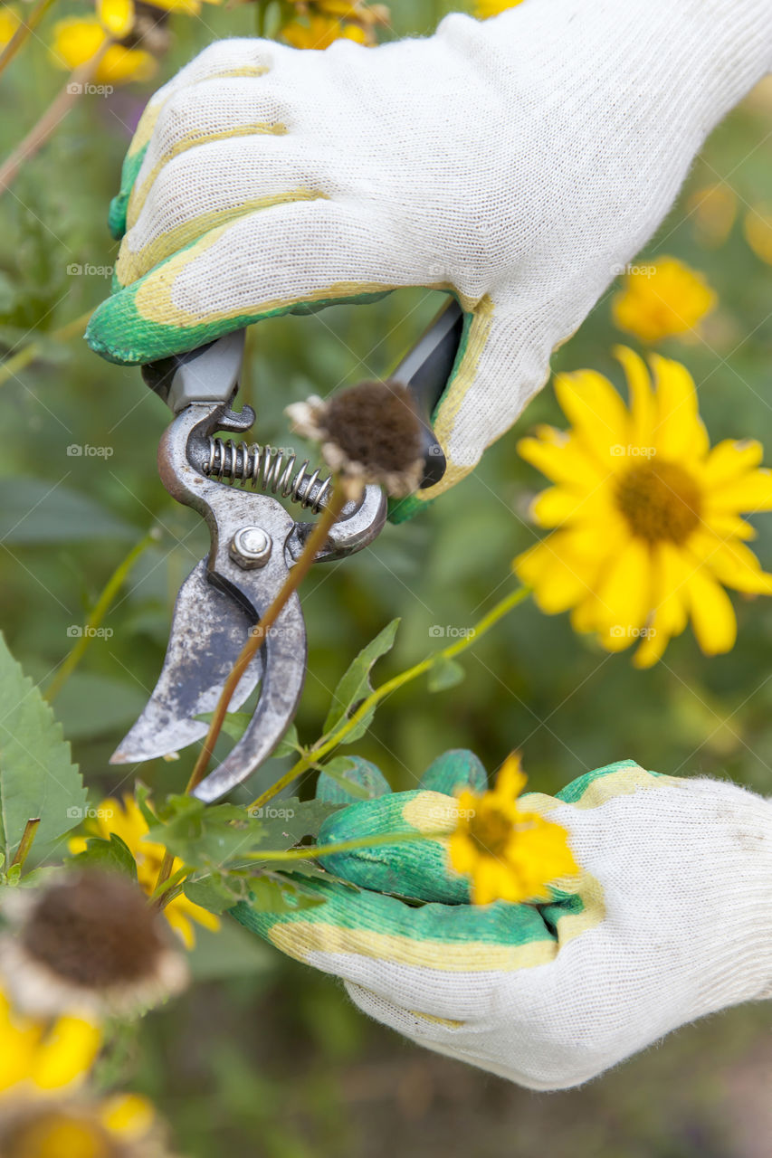 Hand cutting flower with pruning shears