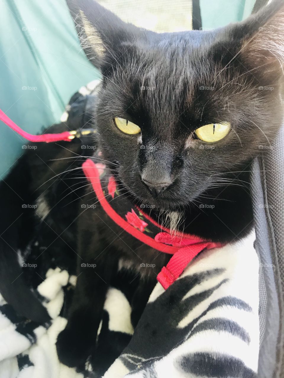 Darling black kitty cat sitting in green stroller enjoying her morning stroller ride. 