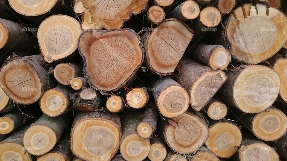 Tree logs 