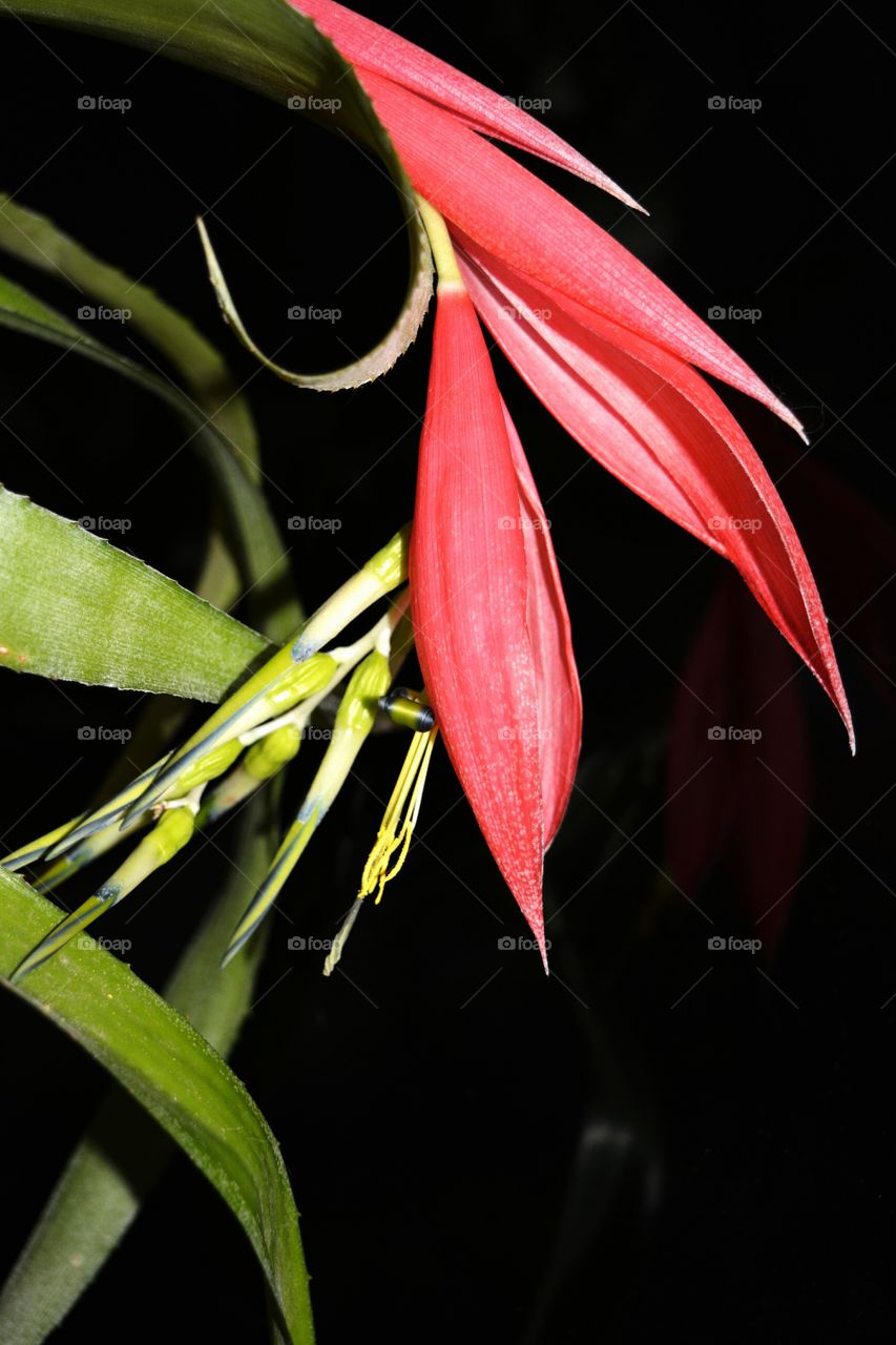 beautiful nature house plants amazing flower black background