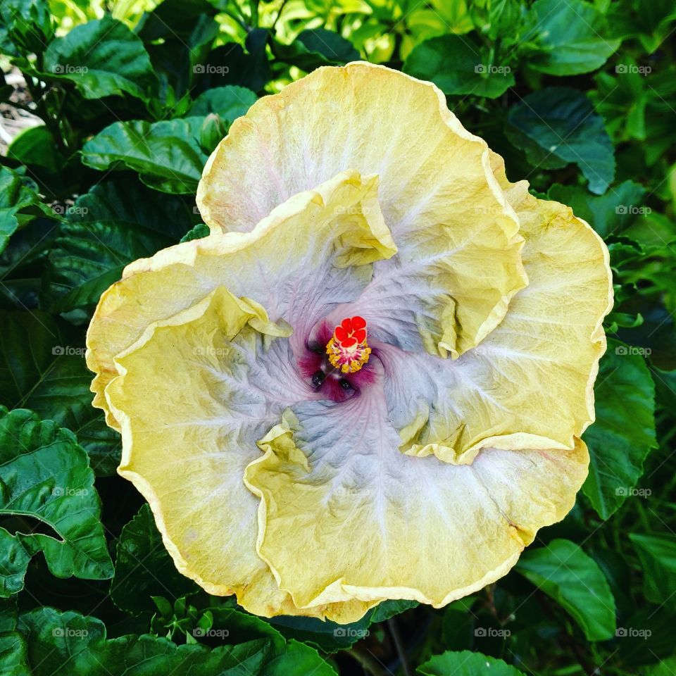 Blooming hibiscus