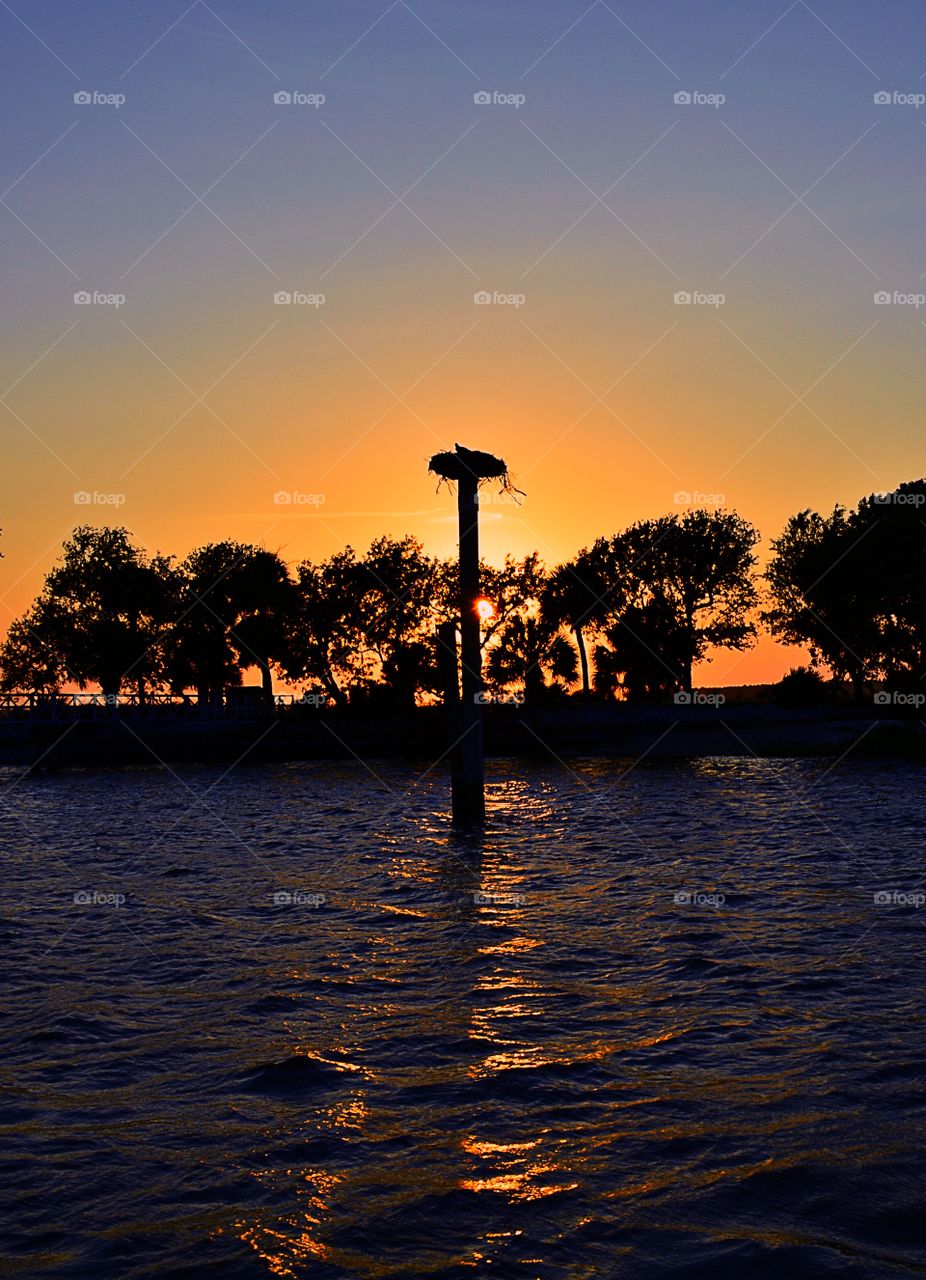 Silhouette of tree during sunset