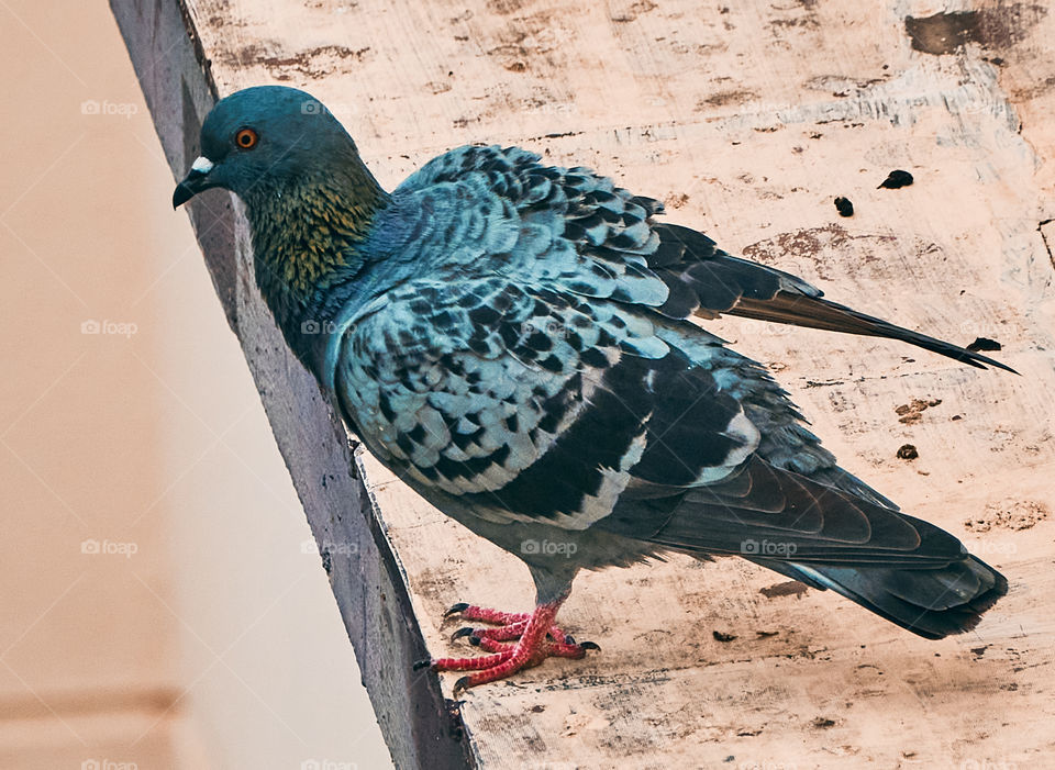 Bird photography  - Dove  - perching