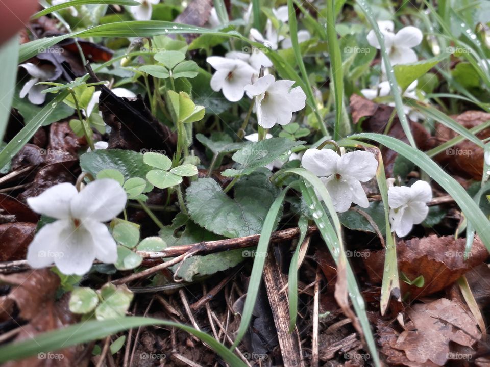 springtime in the wood