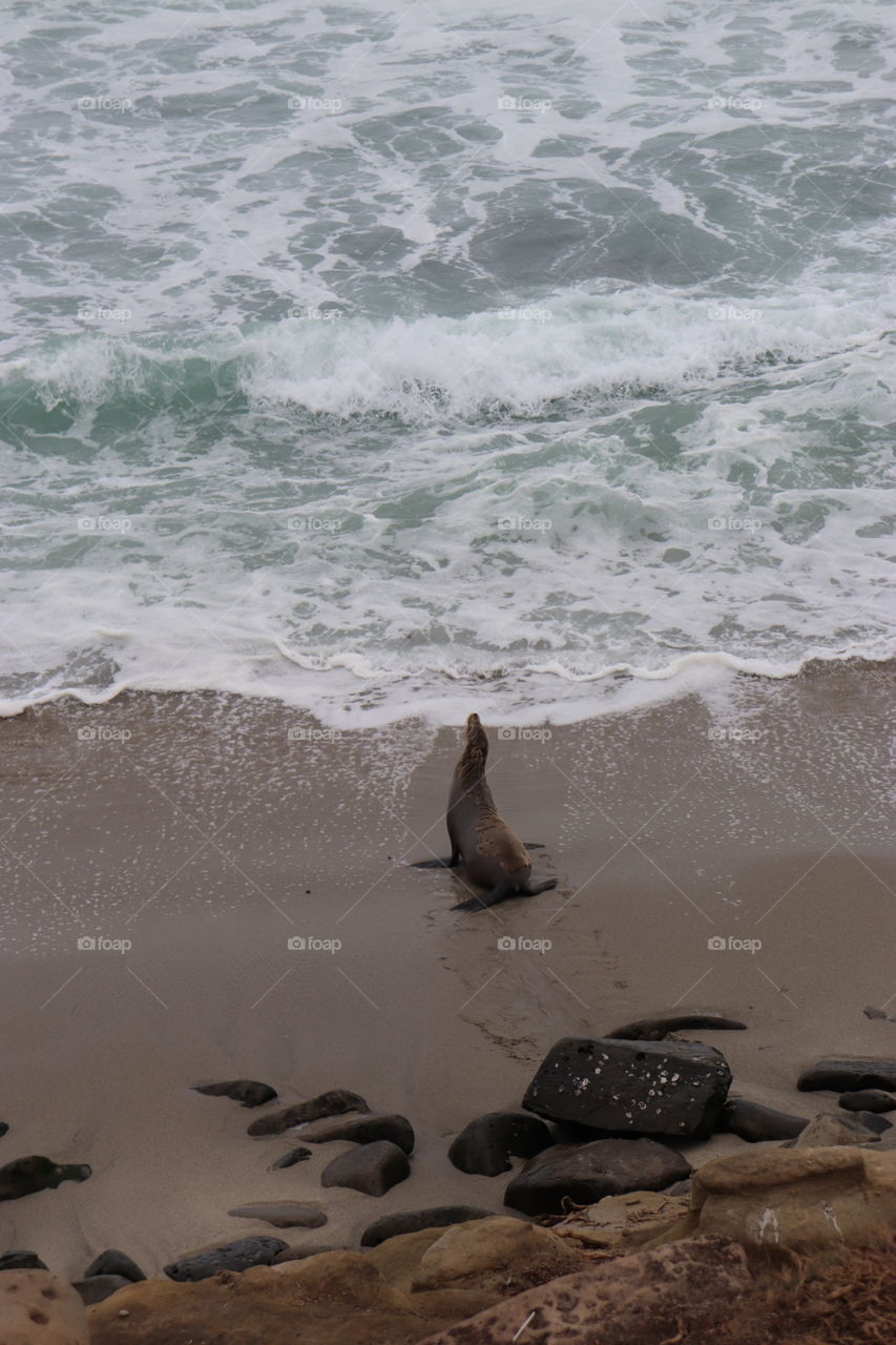 Lonely sea lion walks with head held high across the beach to the blue ocean water.