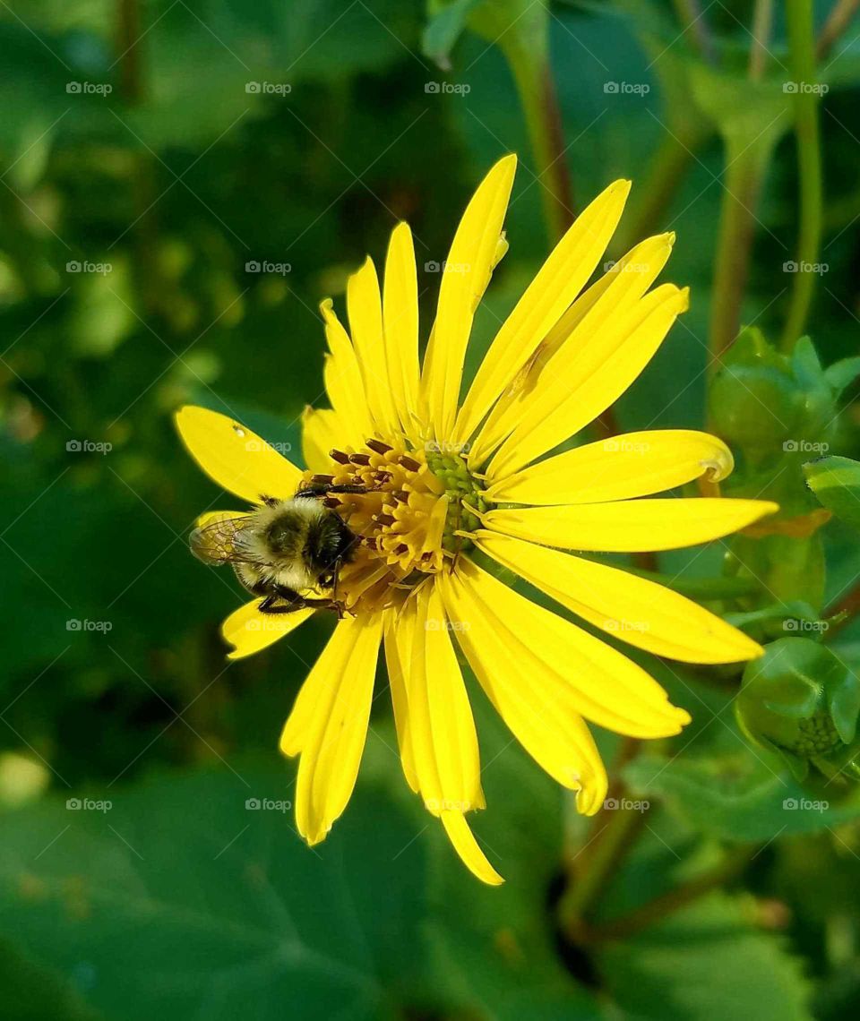 Bumble Bee Pollinating Butterfly Garden of Yellow Flowers