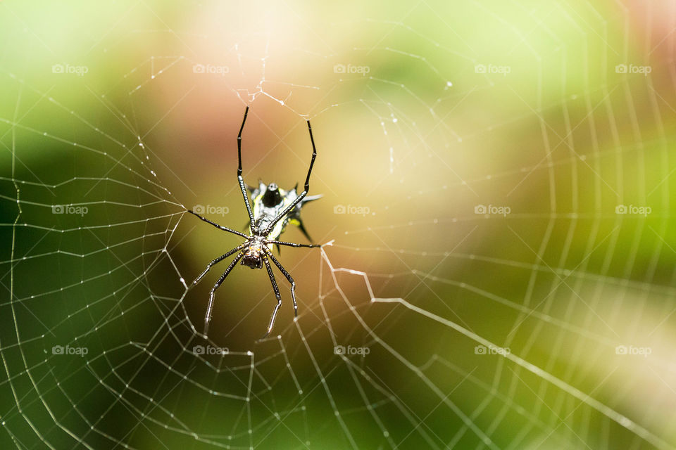 Spider, Spiderweb, Arachnid, Cobweb, Trap