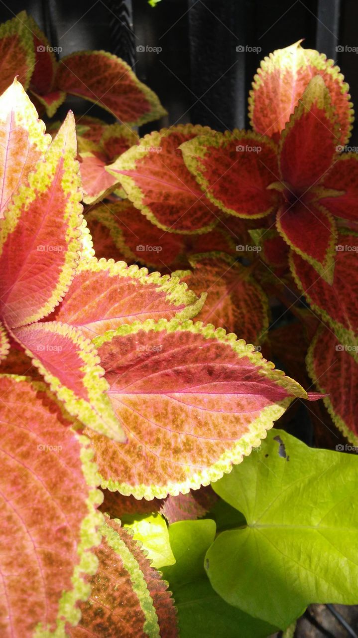 Leaf, Nature, Flora, No Person, Flower