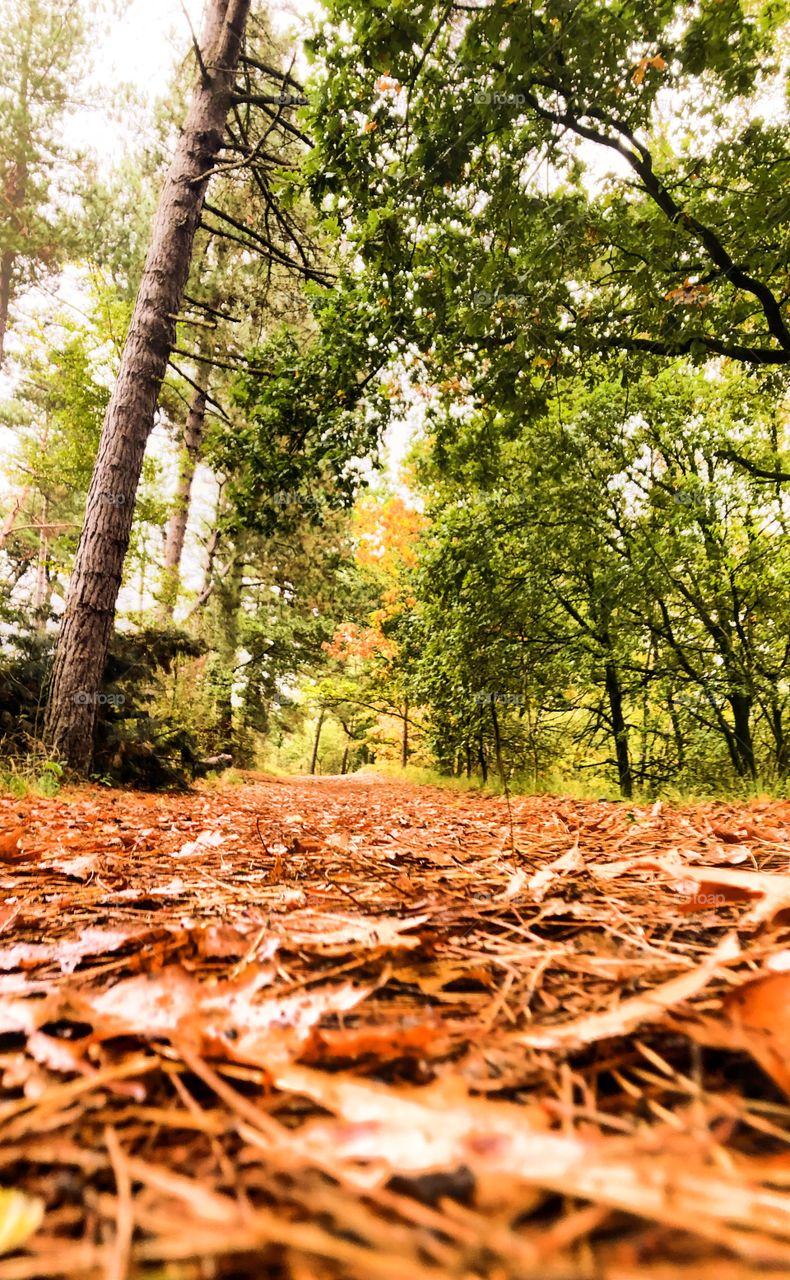 Colorful foliage on the ground of the walking trail in the forest showing the beautiful colors of autumn 