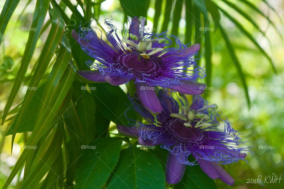 Lovely Passion Vine Flowers