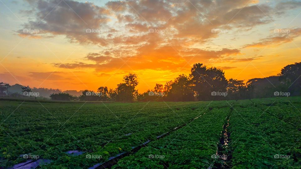 Sunrise in the melon orchard