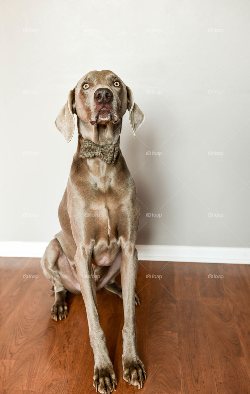 Weimaraner dog wearing a bowtie and sitting on a hardwood floor indoors