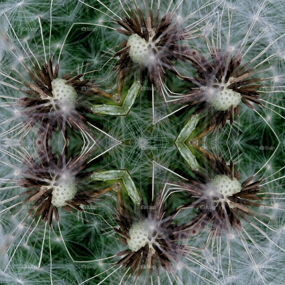 dandelion mandala