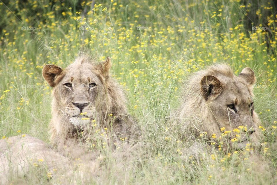 2 male lions hiding in tall grass.