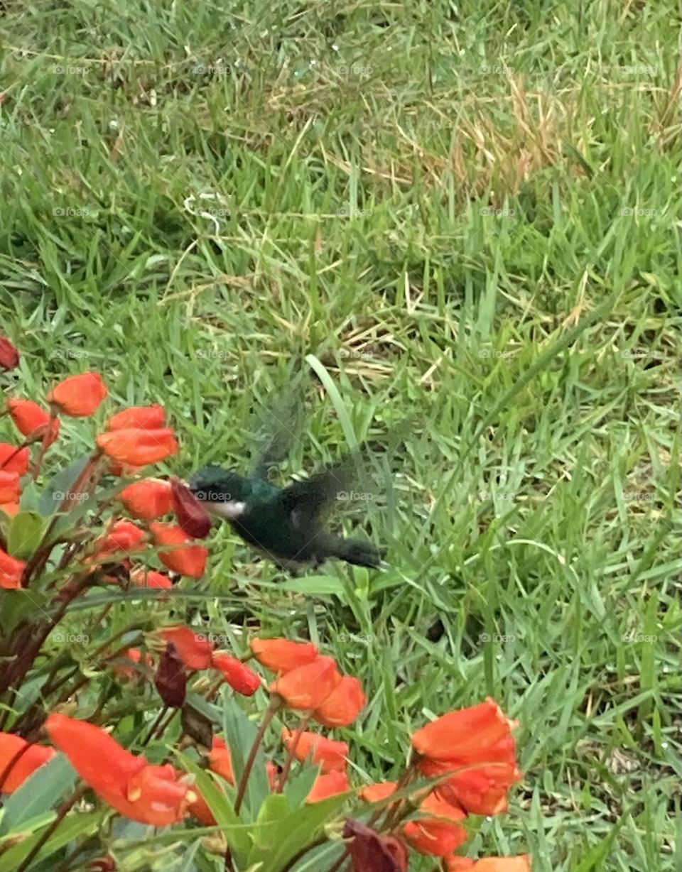 Beija flor verde escuro de colarinho branco,  sugando néctar em um canteiro de flores com formato de sino.