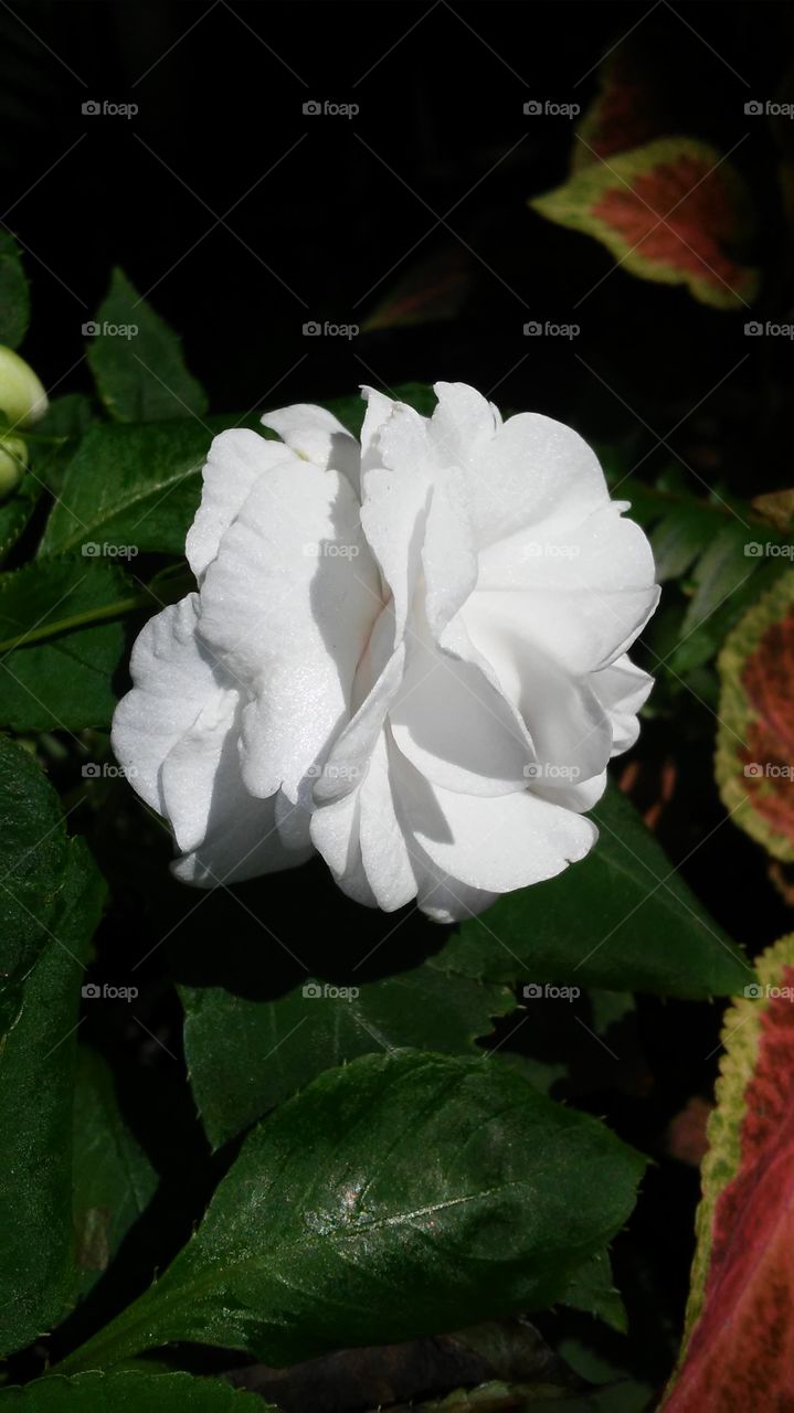 Leaf, Flower, Nature, Flora, No Person