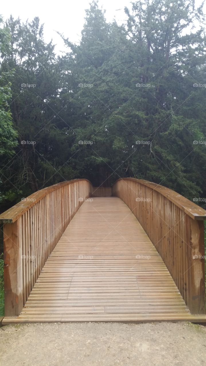 Wood, Landscape, Tree, No Person, Nature