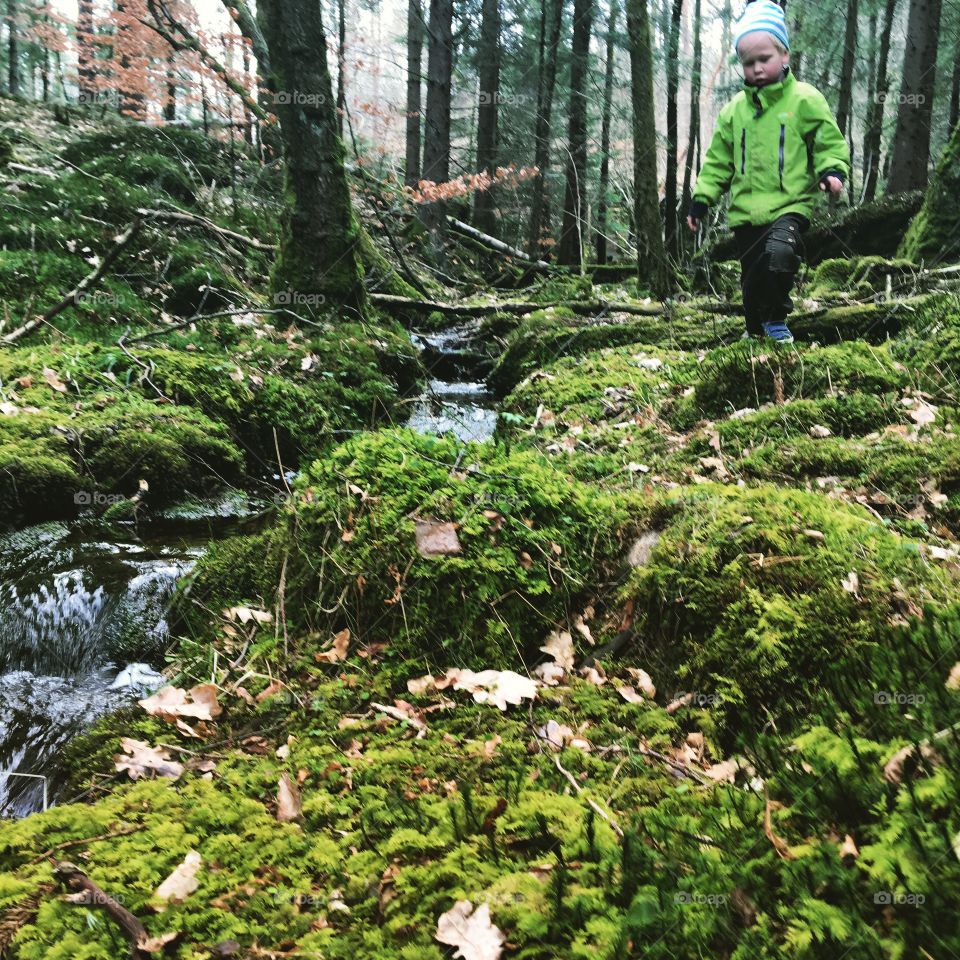 Stream in forest