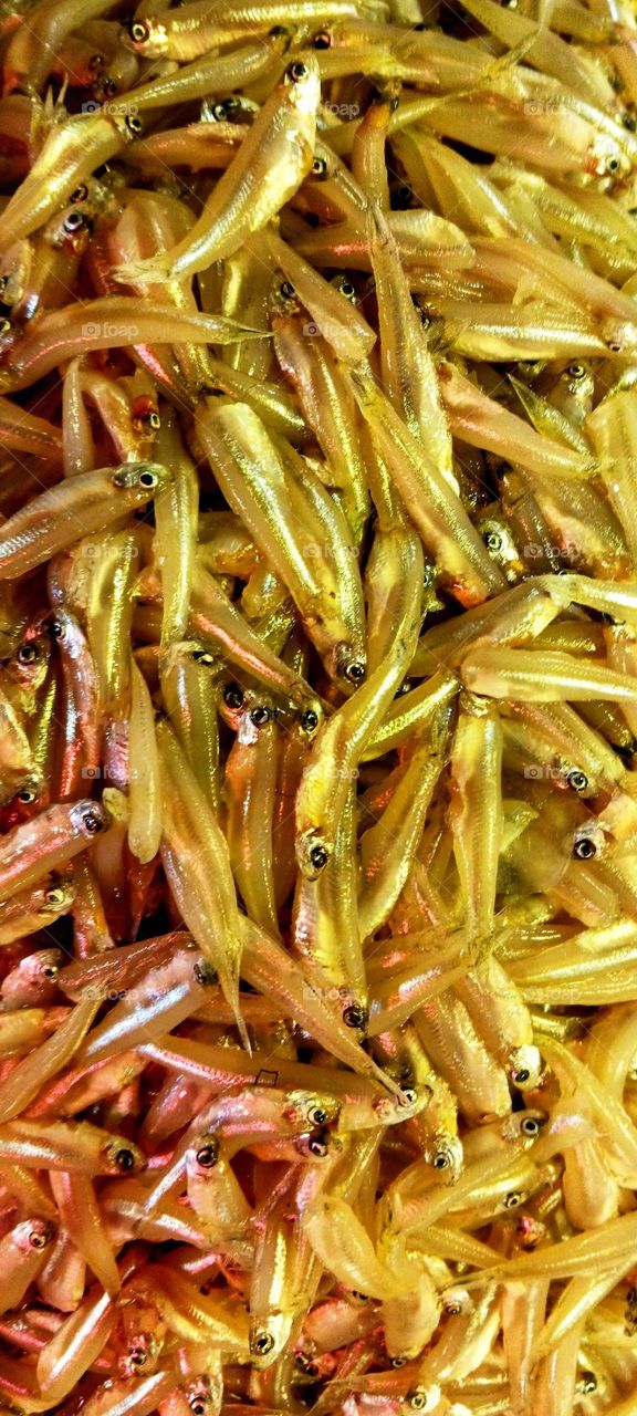 Corica Fish (Kachki Fish)