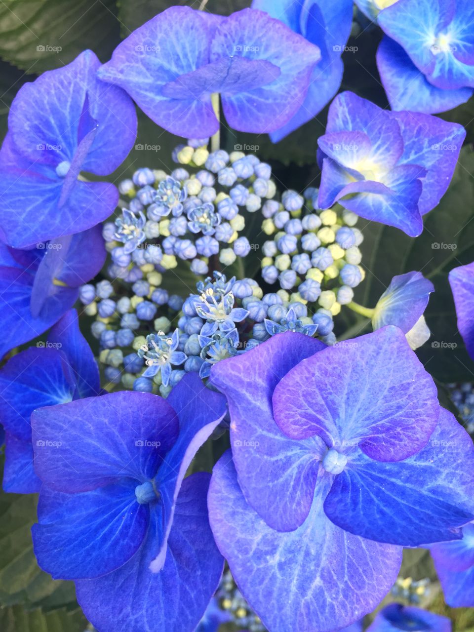 Hydrangeas 