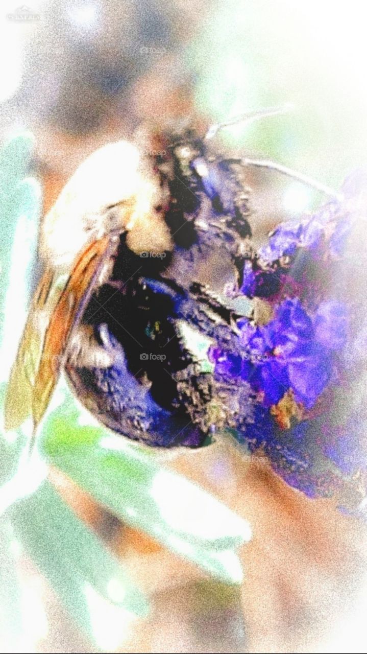 Lavender reflection on a bee