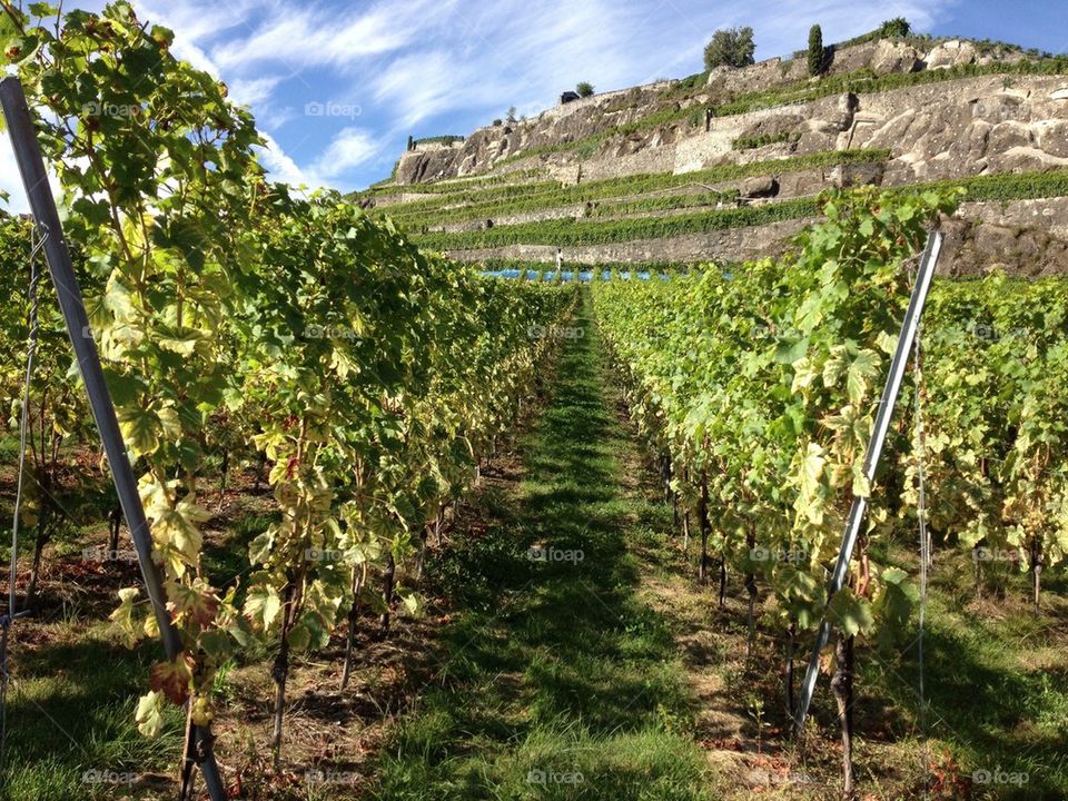 Swiss Vines