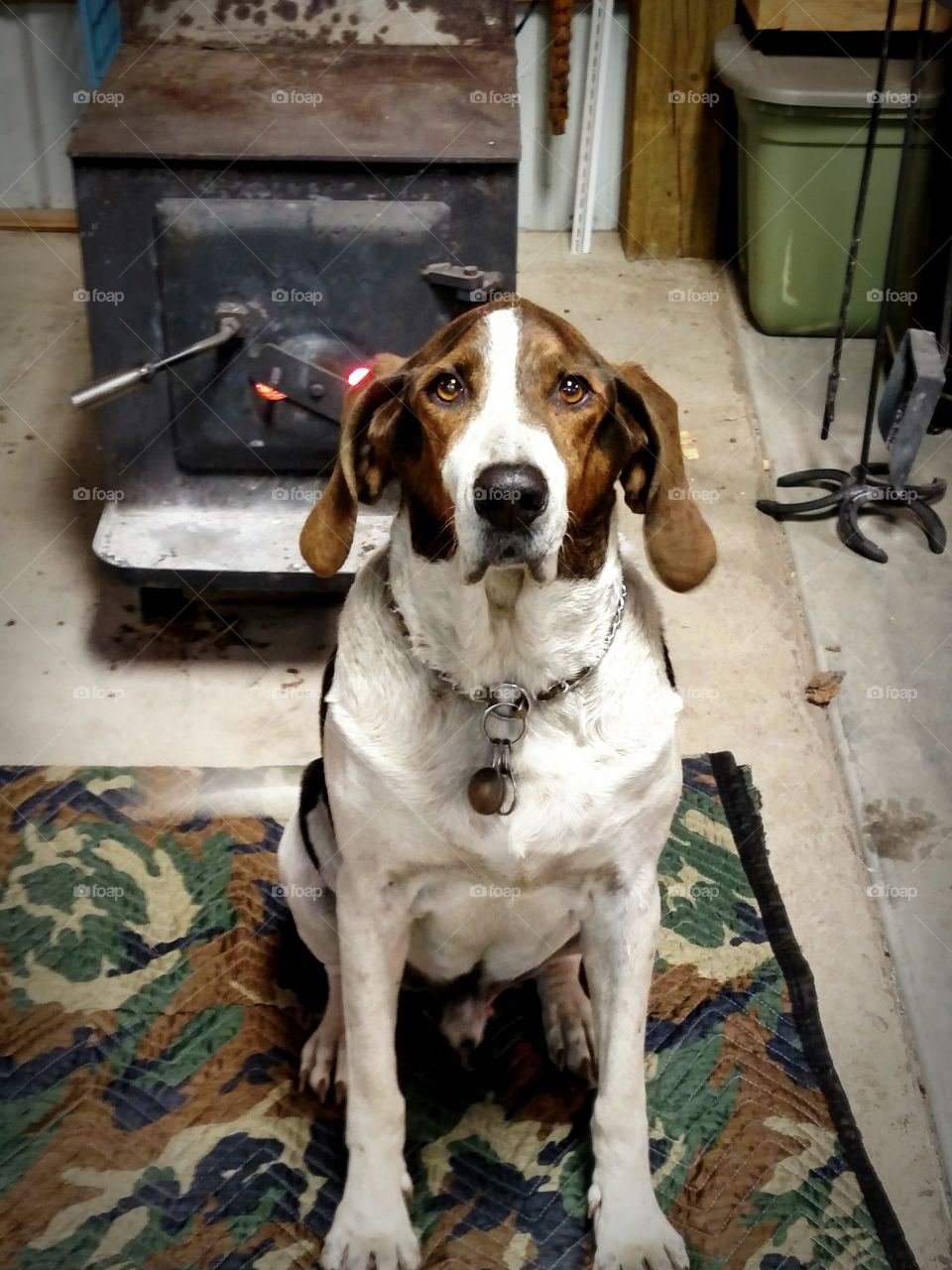 Hound Dog by Woodstove