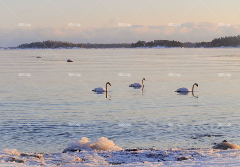 Swans in water