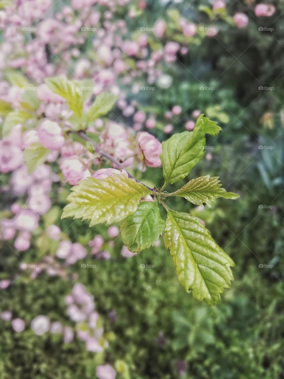 Spring in Ukraine 🇺🇦 ♌ Welcome