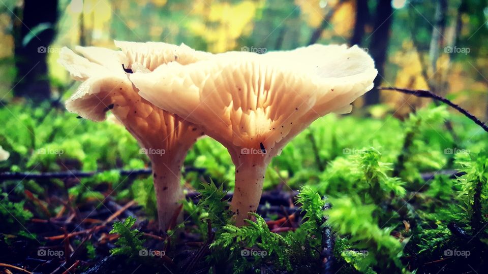 translucent mushrooms