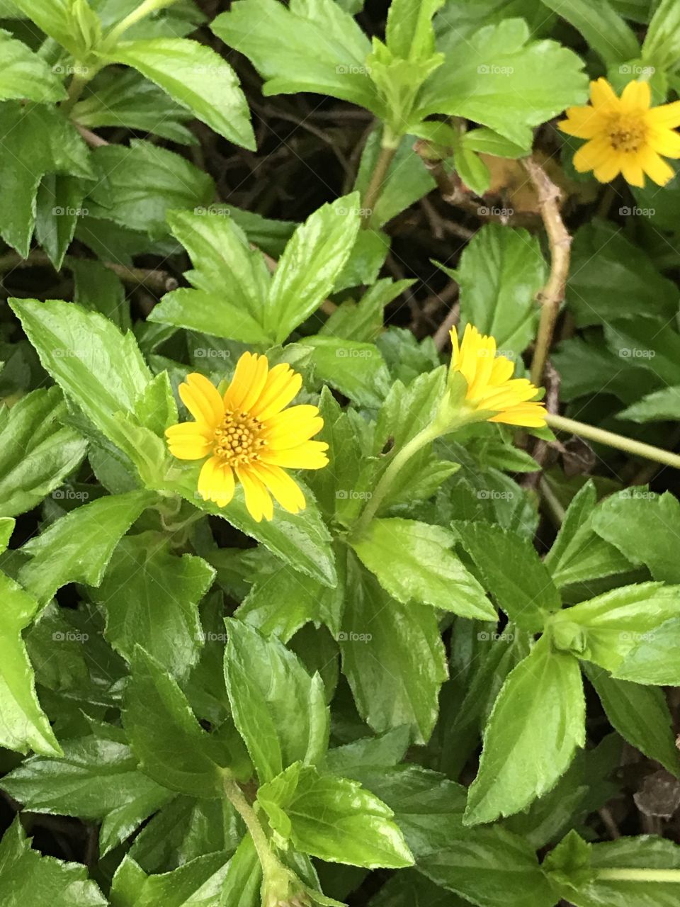 8 petal yellow colour flowers