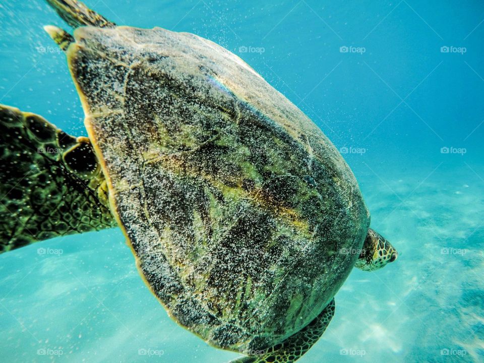 Underwater sea turtle 