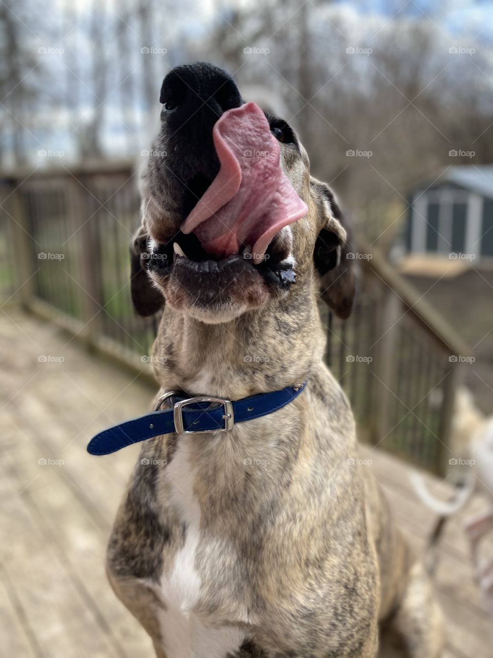 Great Dane Licking Her Chops