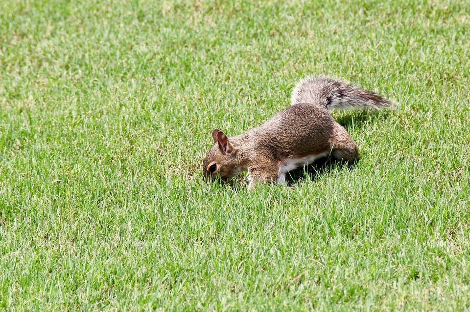 Squirrel hiding food 