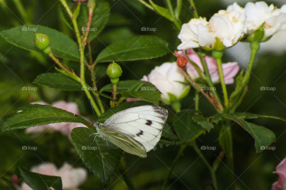Butterfly, Nature, Insect, Flower, Leaf
