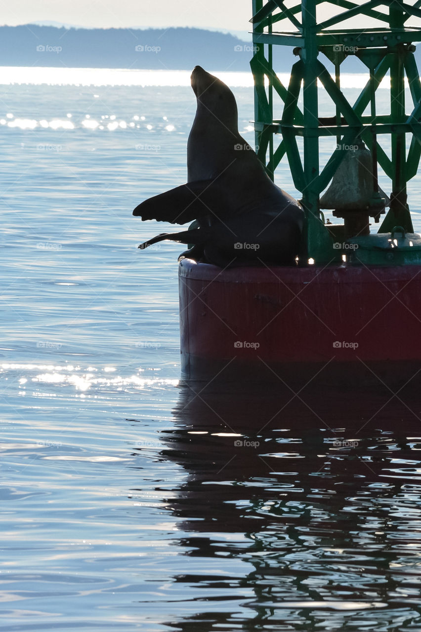 Silhouette of Steller sea lion