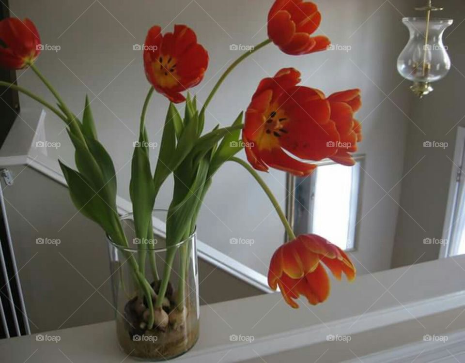 red tulips