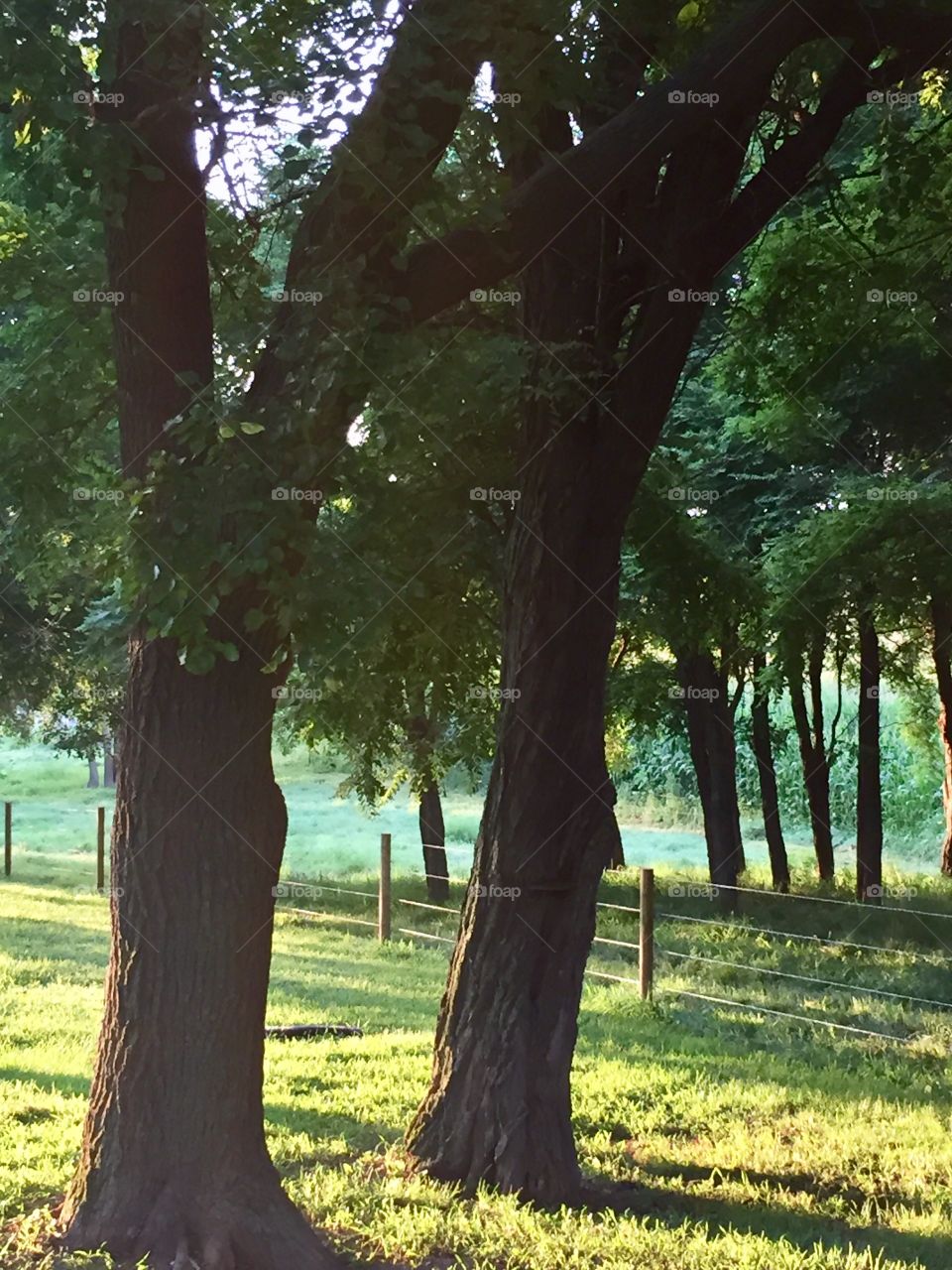Sunlight illuminating the grass under a cool, shady grove of trees in a rural setting