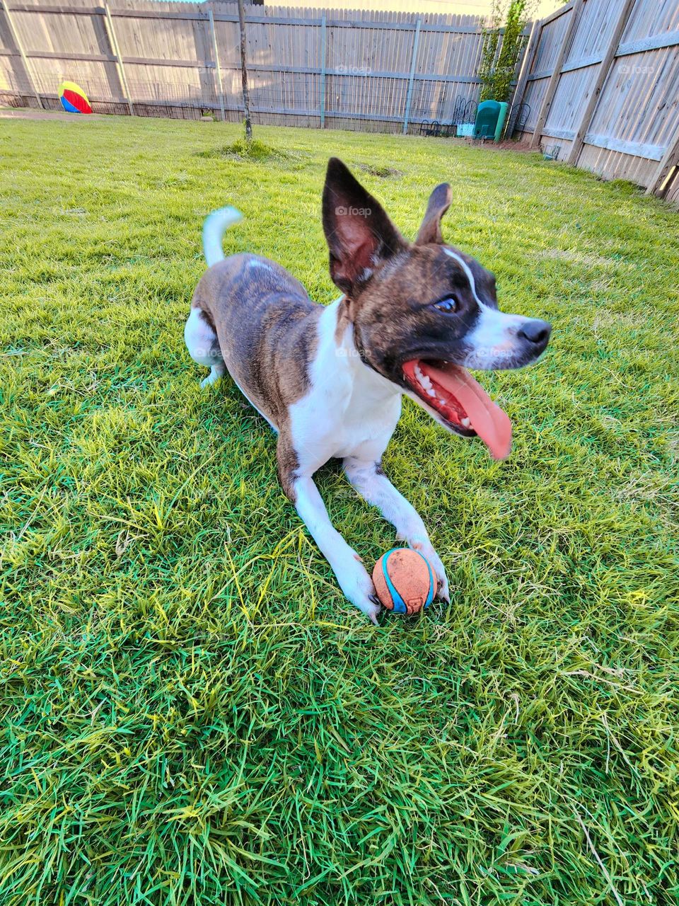 dog with ball