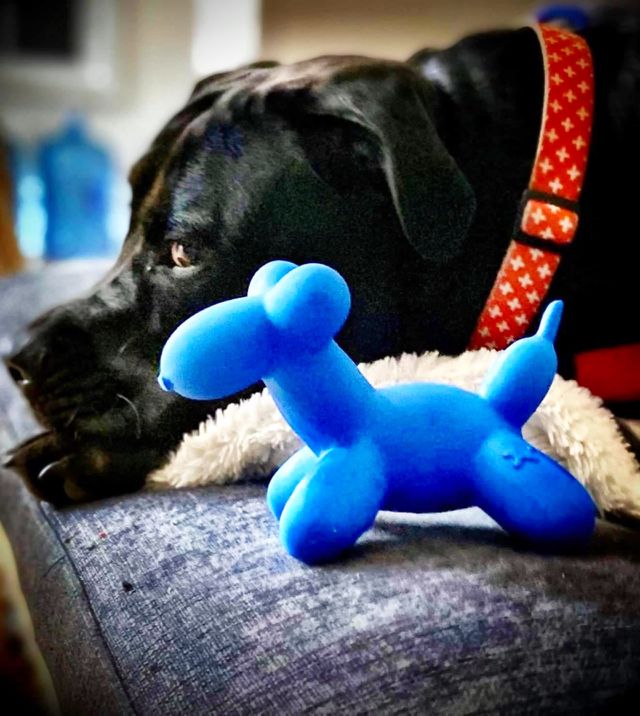 Big and little dogs 