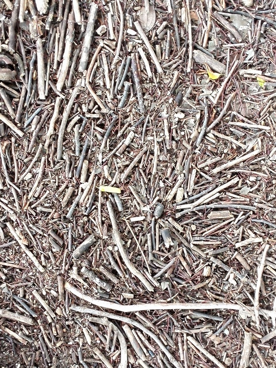 Piled-up twig pieces after a heavy rain