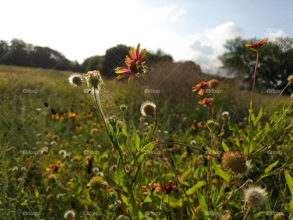 Wildflower meadow