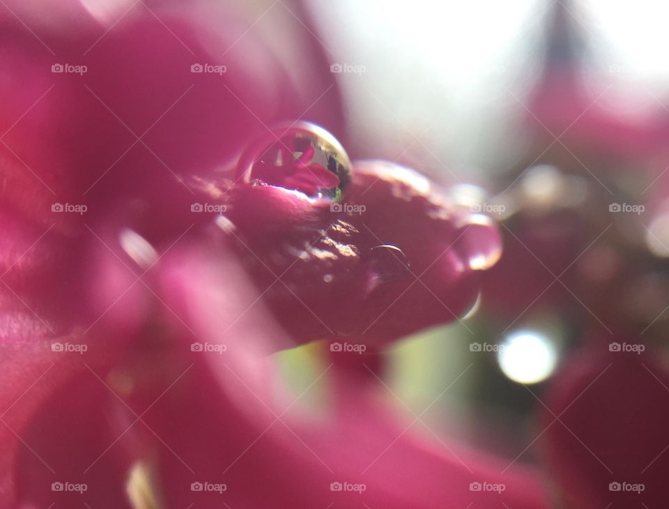 Flowers in the water