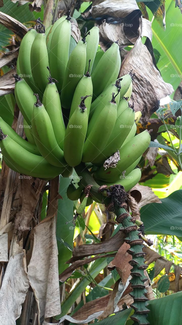 banana