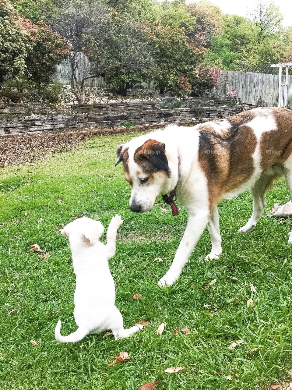 Big Brother, little brother