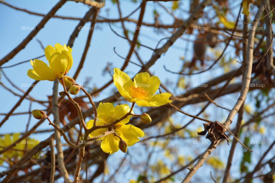 Yellow flower blossom