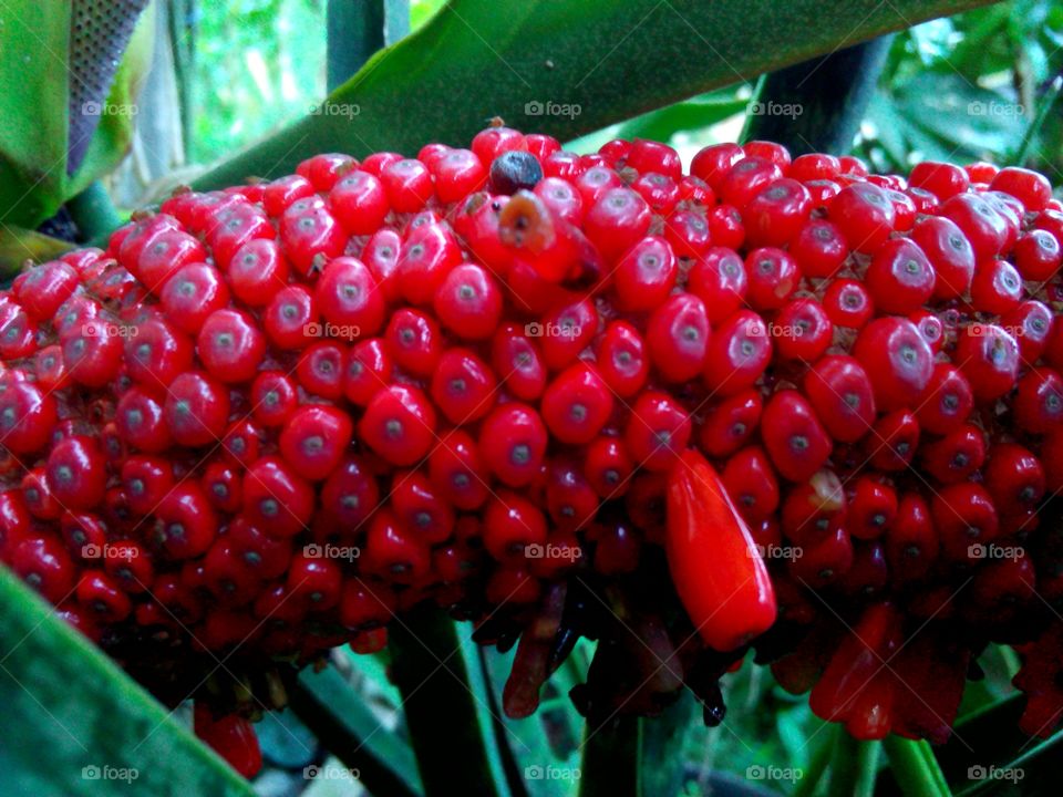 Rafflesia fruit