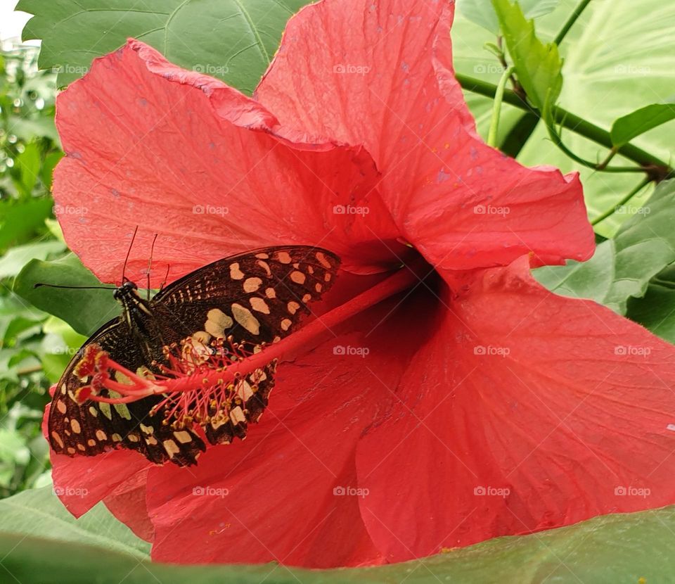 farfalla