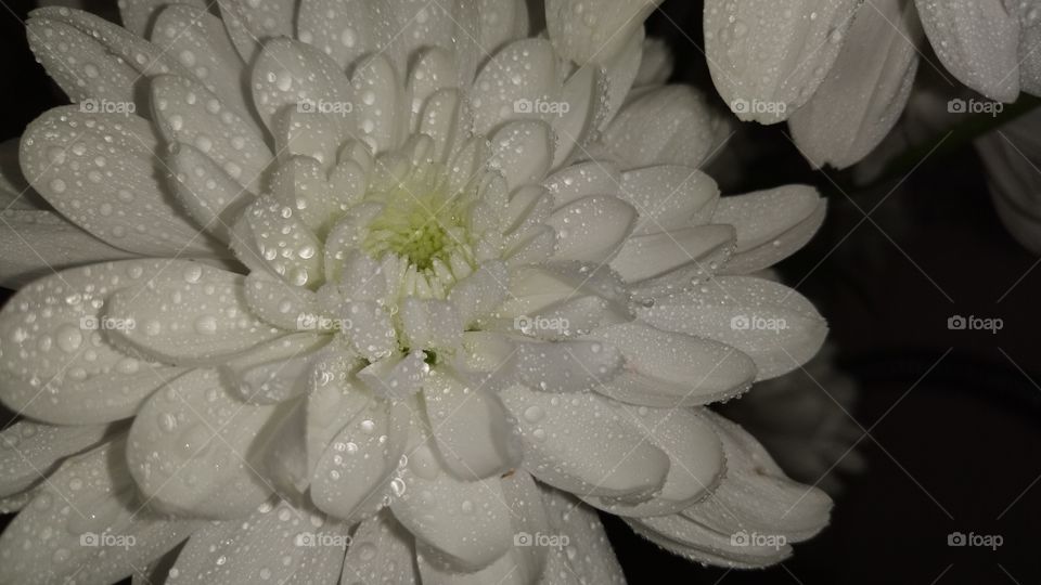 Flower, chrysanthemum
